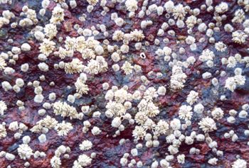 Barnacle Rock - taken in Mass. a whole bunch of small bar... by Rebecca Urban 